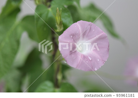 Cultivation of morning glory 93961181