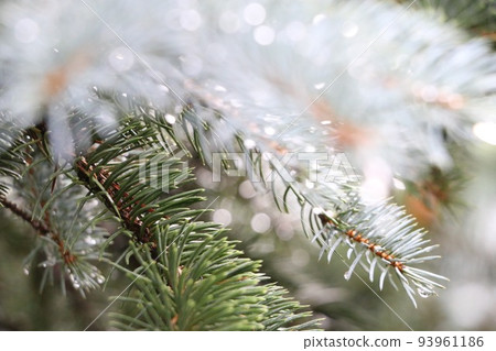 Rain-wet conifer, Christmas tree, Pungens, popsy, spruce Rain-wet conifer, Christmas tree, Pungens, popsy, spruce 93961186