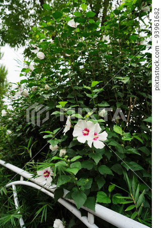 Mukuge-soutan Mukuge-soutan 93961682