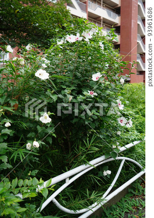 Mukuge-soutan Mukuge-soutan 93961686