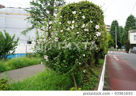 Mukuge-soutan 93961693