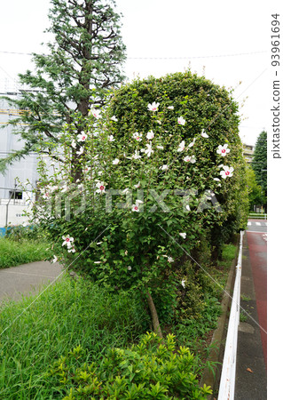 Mukuge-soutan 93961694