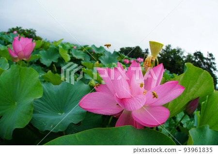 bee and lotus 8928 93961835