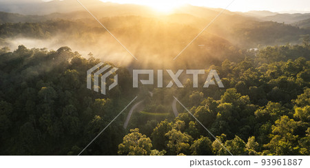 Foggy sunset in the forest in summer Foggy sunset in the forest in summer 93961887