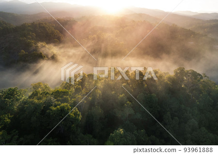 Foggy sunset in the forest in summer Foggy sunset in the forest in summer 93961888