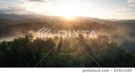 Foggy sunset in the forest in summer 93961889