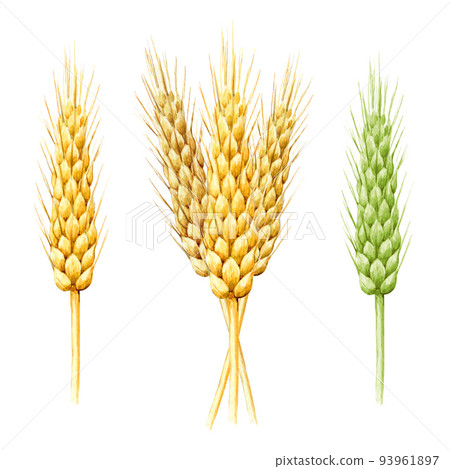 Wheat spike watercolor illustration. Hand drawn rye spikes with grain . Agriculture farm cereal plant element. Wheat spike element set. White background Wheat spike watercolor illustration. Hand drawn rye spikes with grain . Agriculture farm cereal plant element. Wheat spike element set. White background 93961897