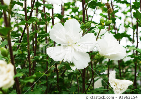 Mukuge white flower hat Mukuge white flower hat 93962154