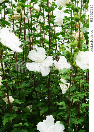 Mukuge white flower hat Mukuge white flower hat 93962155
