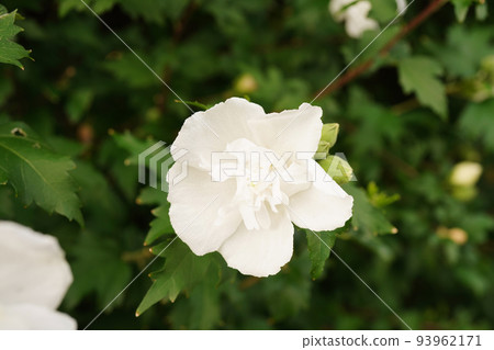 穆庫格白花帽 穆庫格白花帽 93962171