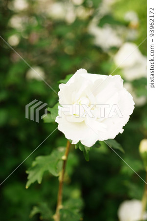 穆庫格白花帽 穆庫格白花帽 93962172