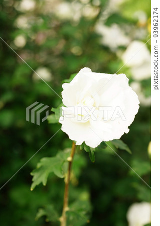 穆庫格白花帽 穆庫格白花帽 93962174