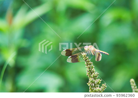 A dragonfly perched on a plant in the garden 93962360