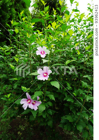 Mukuge summer sky 93962413