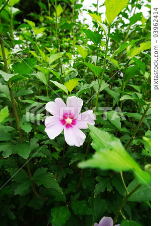 Mukuge summer sky Mukuge summer sky 93962414