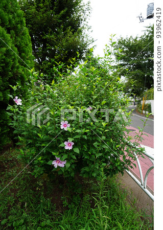 Mukuge summer sky 93962419