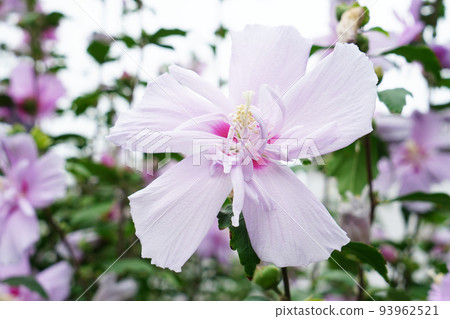 莎朗大德寺花笠的玫瑰 莎朗大德寺花笠的玫瑰 93962521