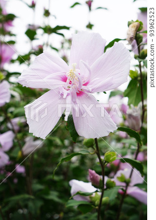 Rose of Sharon Daitokuji Hanagasa 93962523