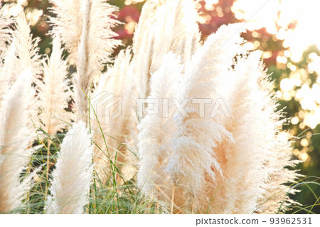 pampas grass dyed in the setting sun 93962531