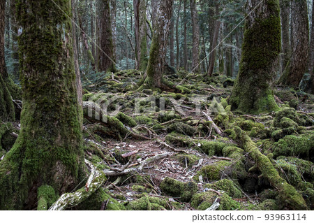 Aokigahara Seaweed's forests 93963114