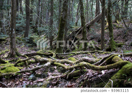 The forest of Mt. Fuji 93963115