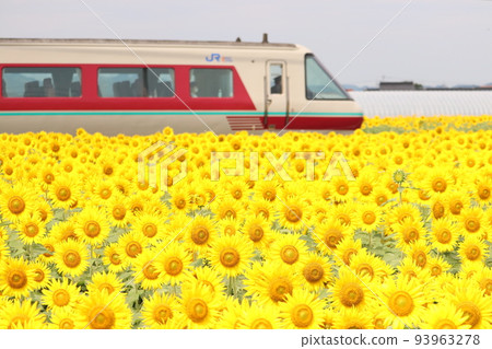 全景和向日葵 全景和向日葵 93963278