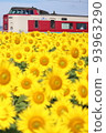Yakumoto Sunflower 93963290
