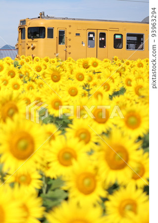  Train and sunflower 93963294