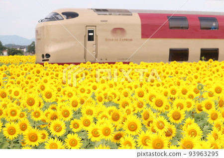 Sunrise Izumo and sunflowers 93963295