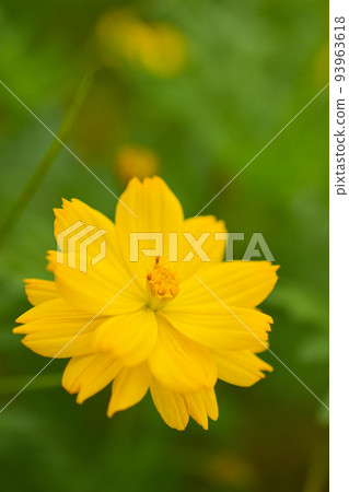 黃色波斯菊特寫鏡頭 93963618
