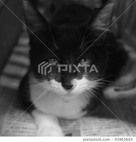 cat monochrome 93963683