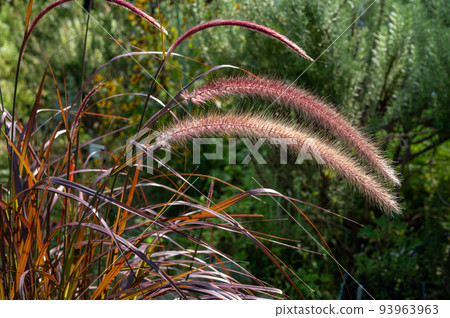 狼尾草紫色噴泉草 狼尾草紫色噴泉草 93963963