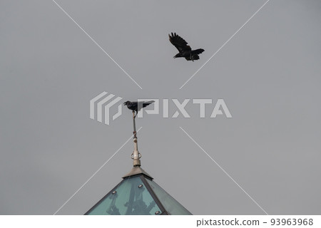 Crows competing for the top of the glass pyramid 93963968