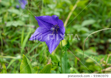 Kikyo flower 93963970