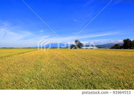 Autumn scenery of Shonai Plain 93964553
