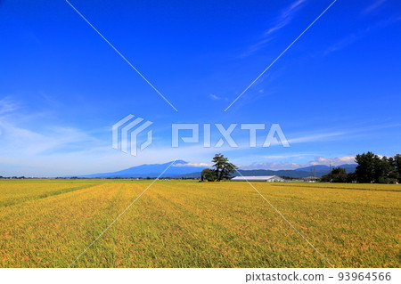 Autumn scenery of Shonai Plain Autumn scenery of Shonai Plain 93964566