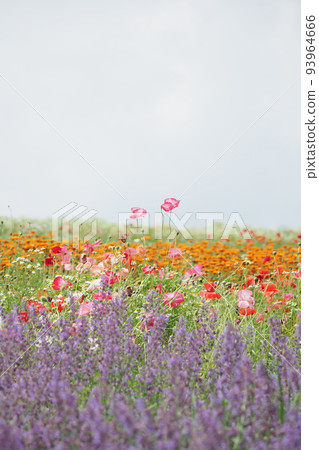 藥草園裡五顏六色的花 藥草園裡五顏六色的花 93964666