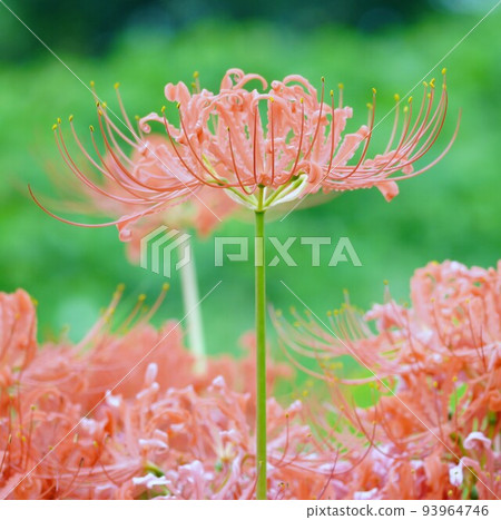 Beautiful cluster amaryllis square composition Beautiful cluster amaryllis square composition 93964746