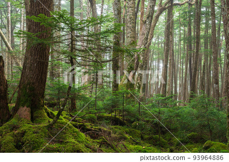 Moss-grown Shirakoma forest Mysterious forest scenery Moss forest 93964886