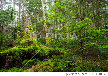 苔蘚生長的白駒森林 神秘的森林景觀 苔蘚森林 苔蘚生長的白駒森林 神秘的森林景觀 苔蘚森林 93964897
