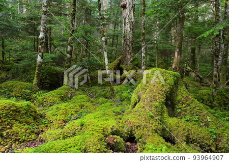 Moss-grown Shirakoma forest Mysterious forest scenery Moss forest 93964907
