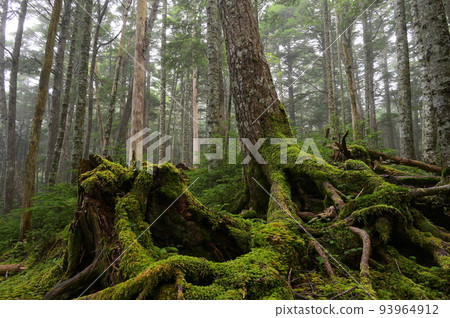 苔蘚生長的白駒森林 神秘的森林景觀 苔蘚森林 苔蘚生長的白駒森林 神秘的森林景觀 苔蘚森林 93964912