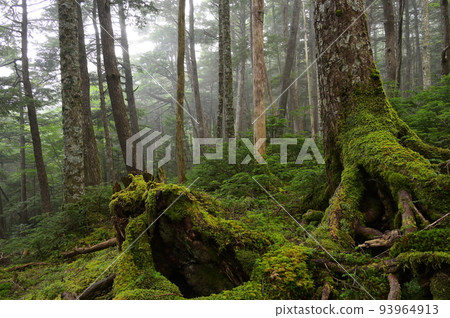 苔蘚生長的白駒森林 神秘的森林景觀 苔蘚森林 苔蘚生長的白駒森林 神秘的森林景觀 苔蘚森林 93964913