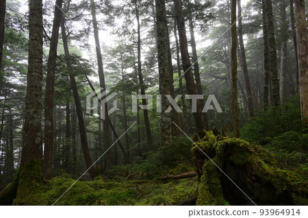 Moss-grown Shirakoma forest Mysterious forest scenery Moss forest Moss-grown Shirakoma forest Mysterious forest scenery Moss forest 93964914