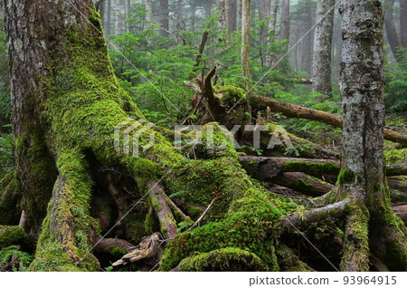 苔蘚生長的白駒森林 神秘的森林景觀 苔蘚森林 苔蘚生長的白駒森林 神秘的森林景觀 苔蘚森林 93964915