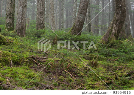 苔蘚生長的白駒森林 神秘的森林景觀 苔蘚森林 苔蘚生長的白駒森林 神秘的森林景觀 苔蘚森林 93964916