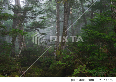 Shirakoma Forest covered in fog Mysterious forest scenery Mossy forest Shirakoma Forest covered in fog Mysterious forest scenery Mossy forest 93965270