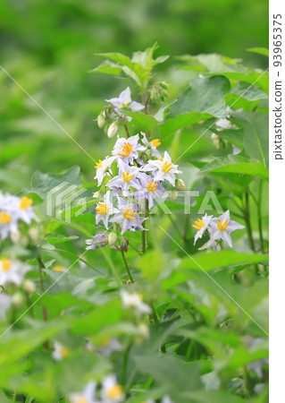 Evil Eggplant (Warunasubi) flower in full bloom 93965375