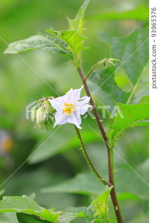 Evil Eggplant (Warunasubi) flower in full bloom Evil Eggplant (Warunasubi) flower in full bloom 93965376