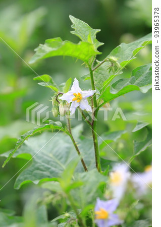 Evil Eggplant (Warunasubi) flower in full bloom 93965378